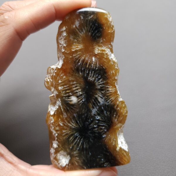 Fossilized Coral Slab C1205