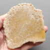 Fossilized Coral Slab C1212