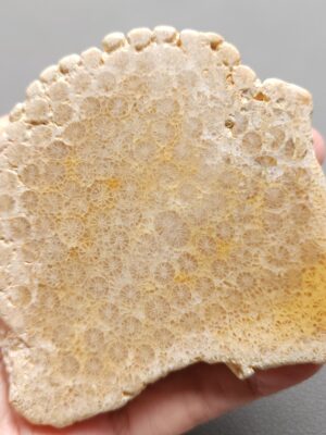 Fossilized Coral Slab C1212