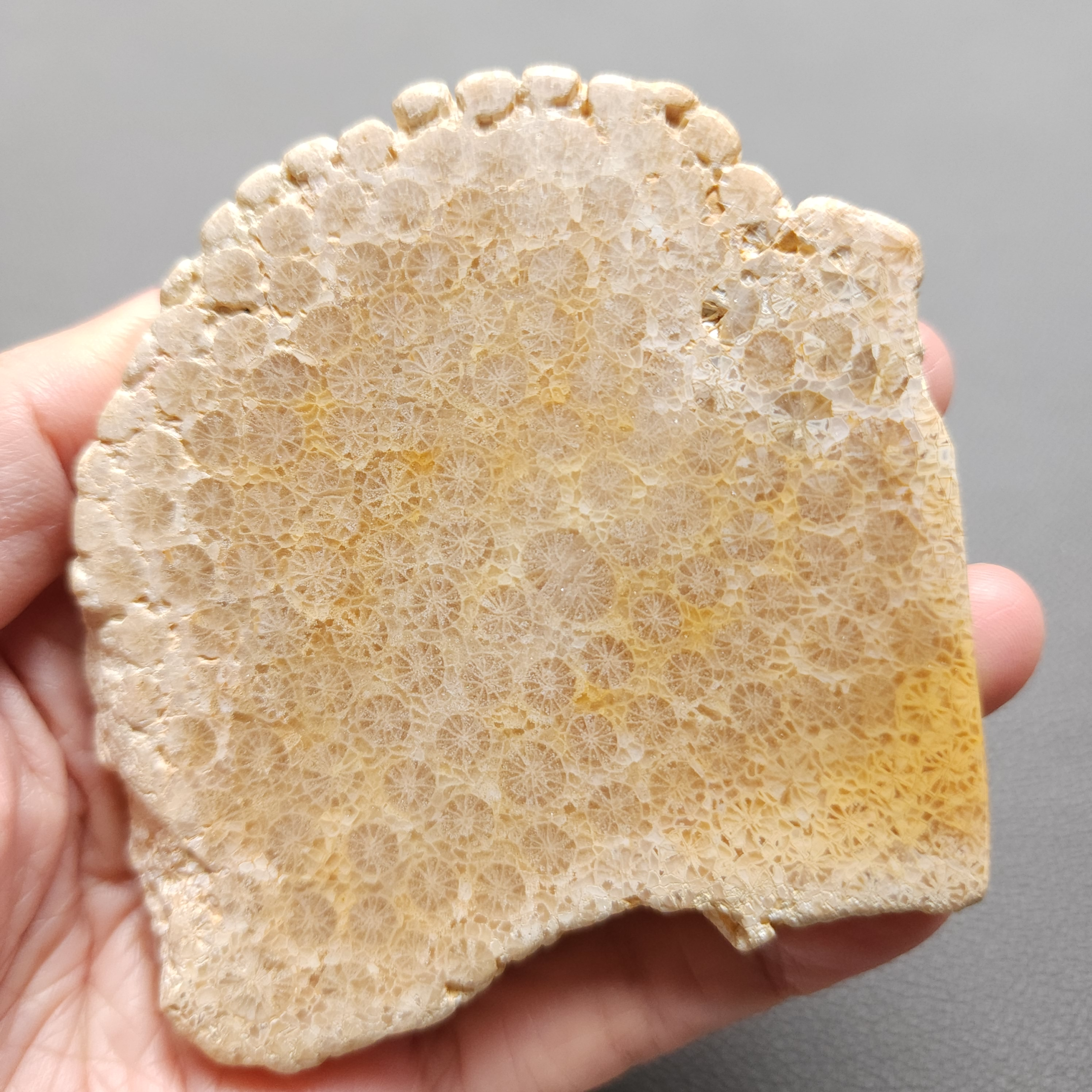 Fossilized Coral Slab C1212