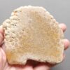 Fossilized Coral Slab C1212