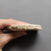 Fossilized Coral Slab C1212