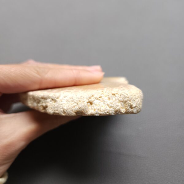 Fossilized Coral Slab C1212