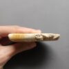 Fossilized Coral Slab C1212