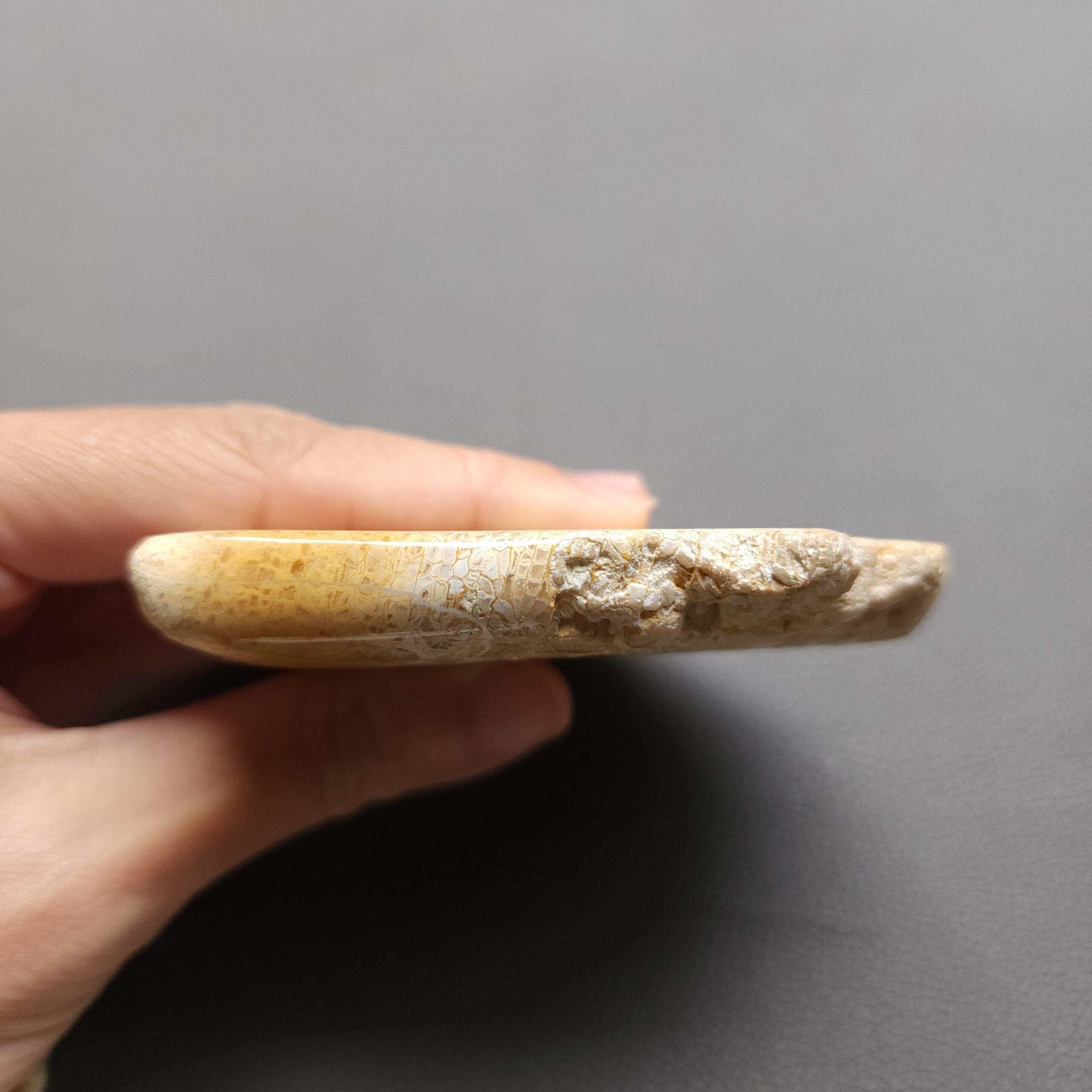 Fossilized Coral Slab C1212