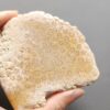 Fossilized Coral Slab C1212