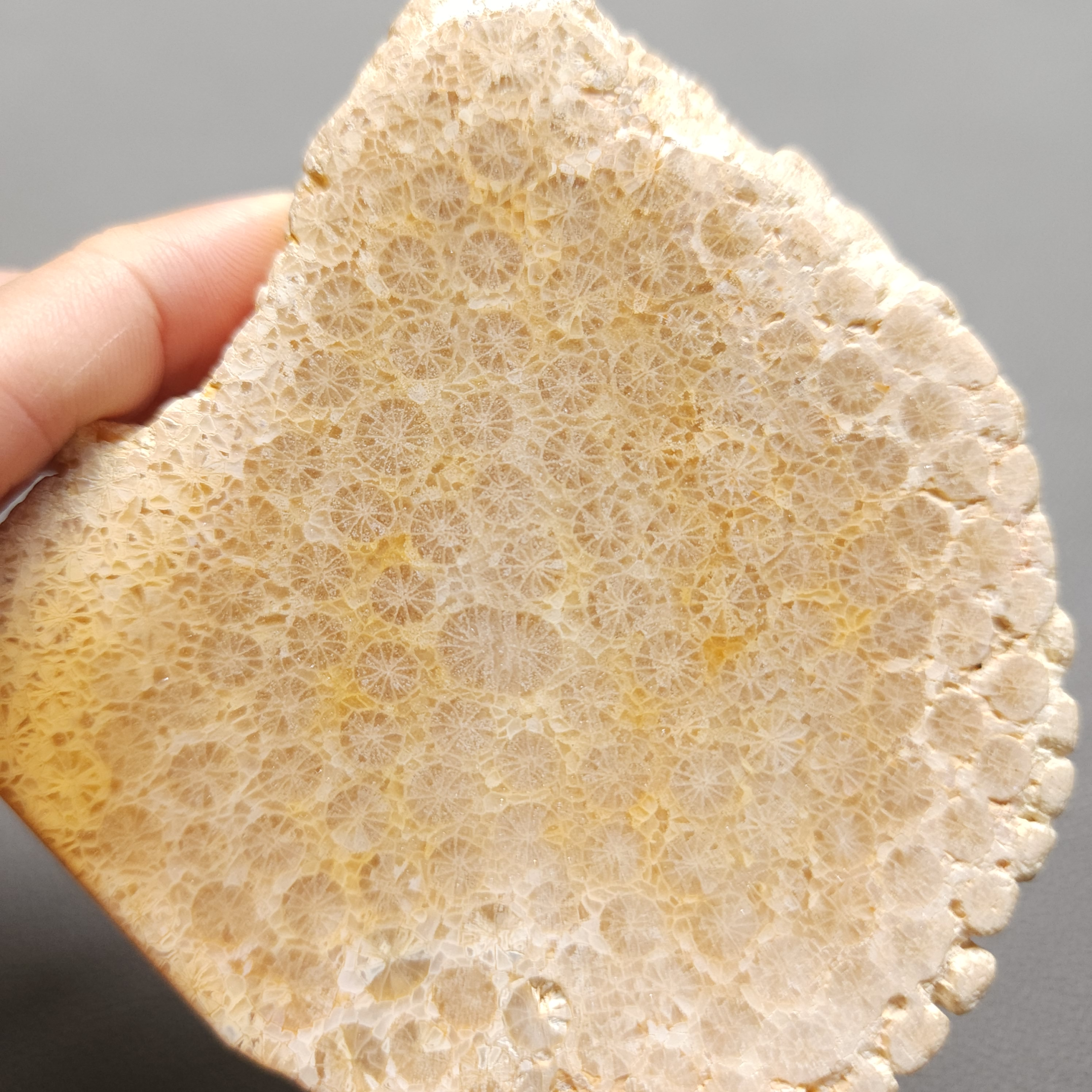 Fossilized Coral Slab C1212