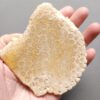 Fossilized Coral Slab C1212