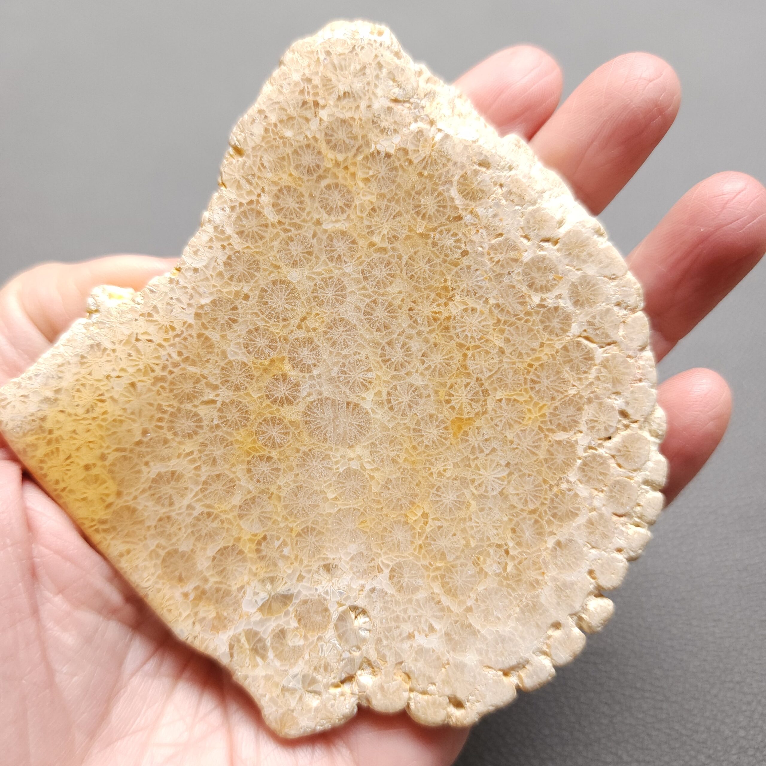 Fossilized Coral Slab C1212