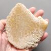 Fossilized Coral Slab C1212