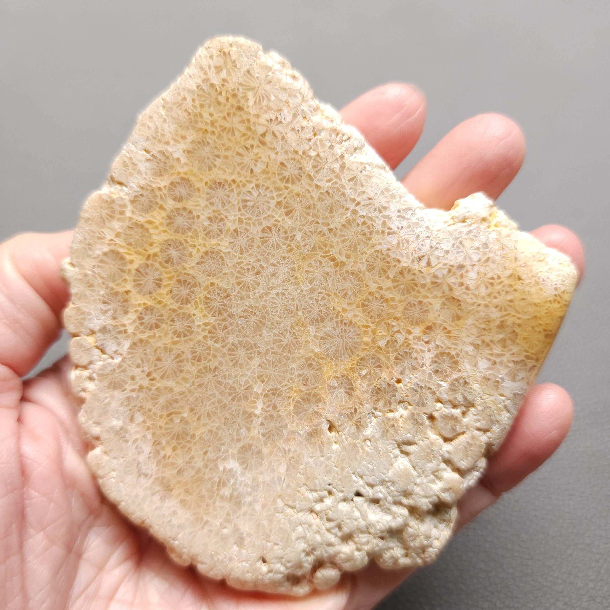 Fossilized Coral Slab C1212