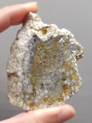 Fossilized Coral Slab C1206