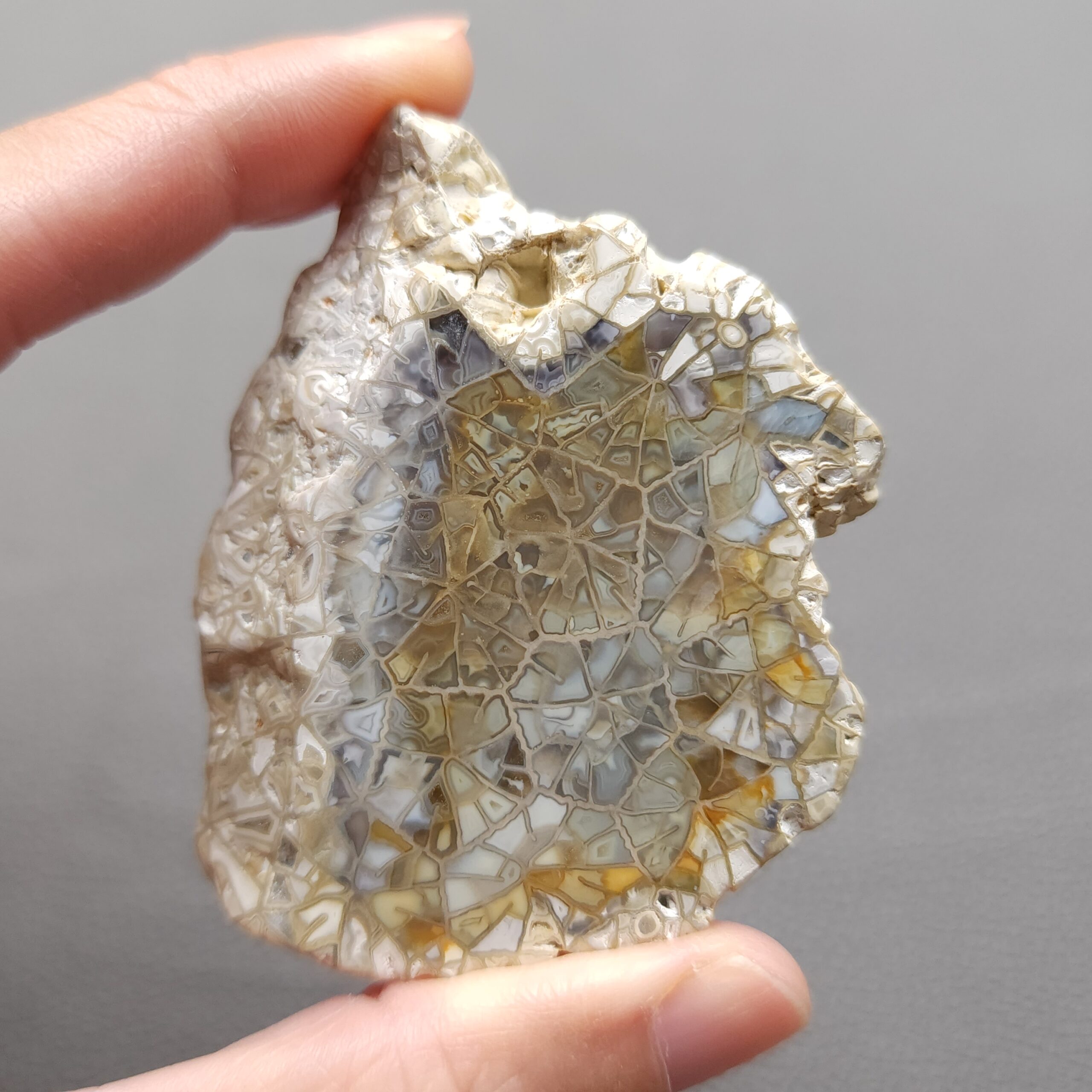 20250108_140141 Fossilized Coral Slab C1206