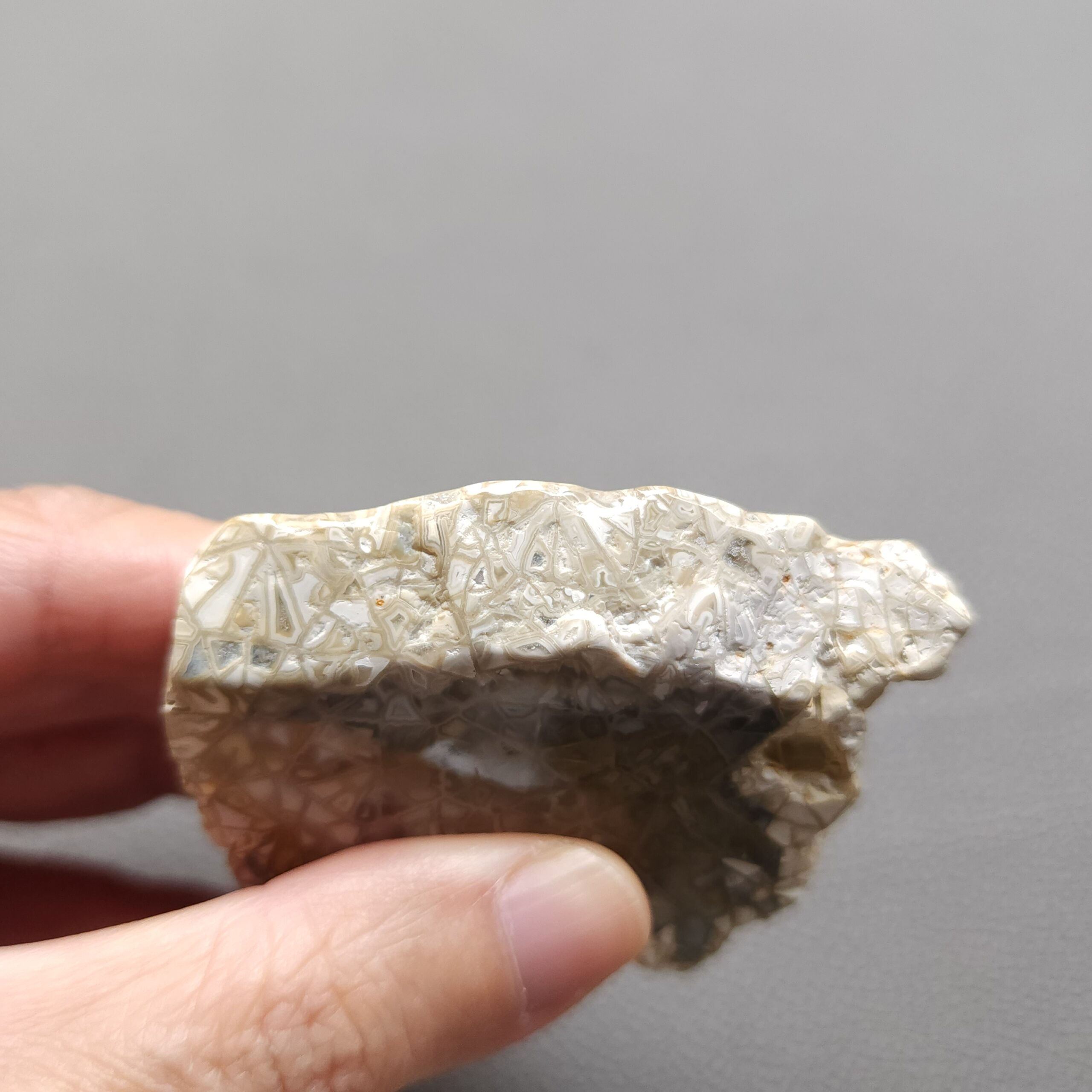 20250108_140210 Fossilized Coral Slab C1206