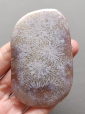 Fossilized Coral Freeform Piece C1204