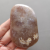 20250108_140540 Fossilized Coral Freeform Piece C1204