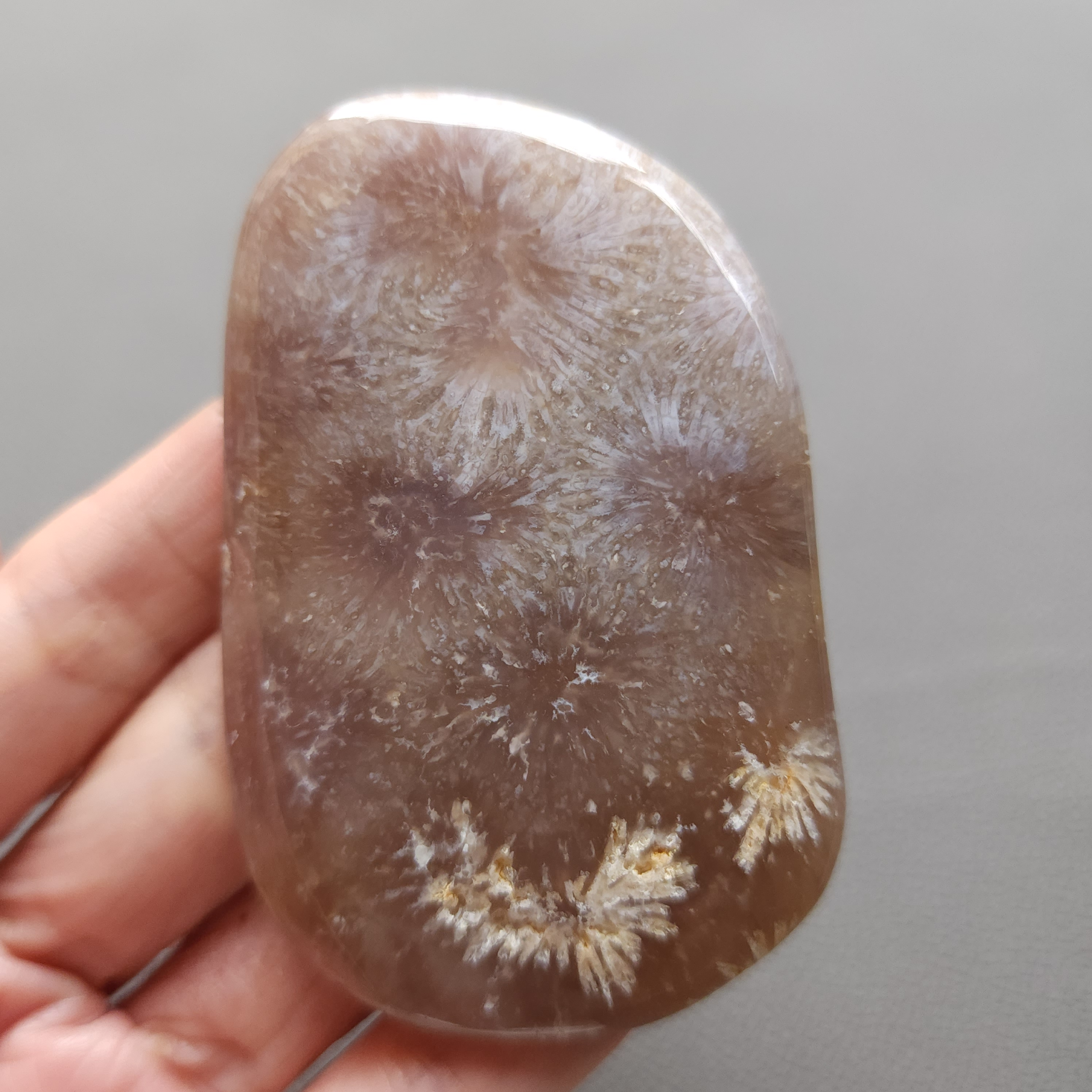 20250108_140540 Fossilized Coral Freeform Piece C1204