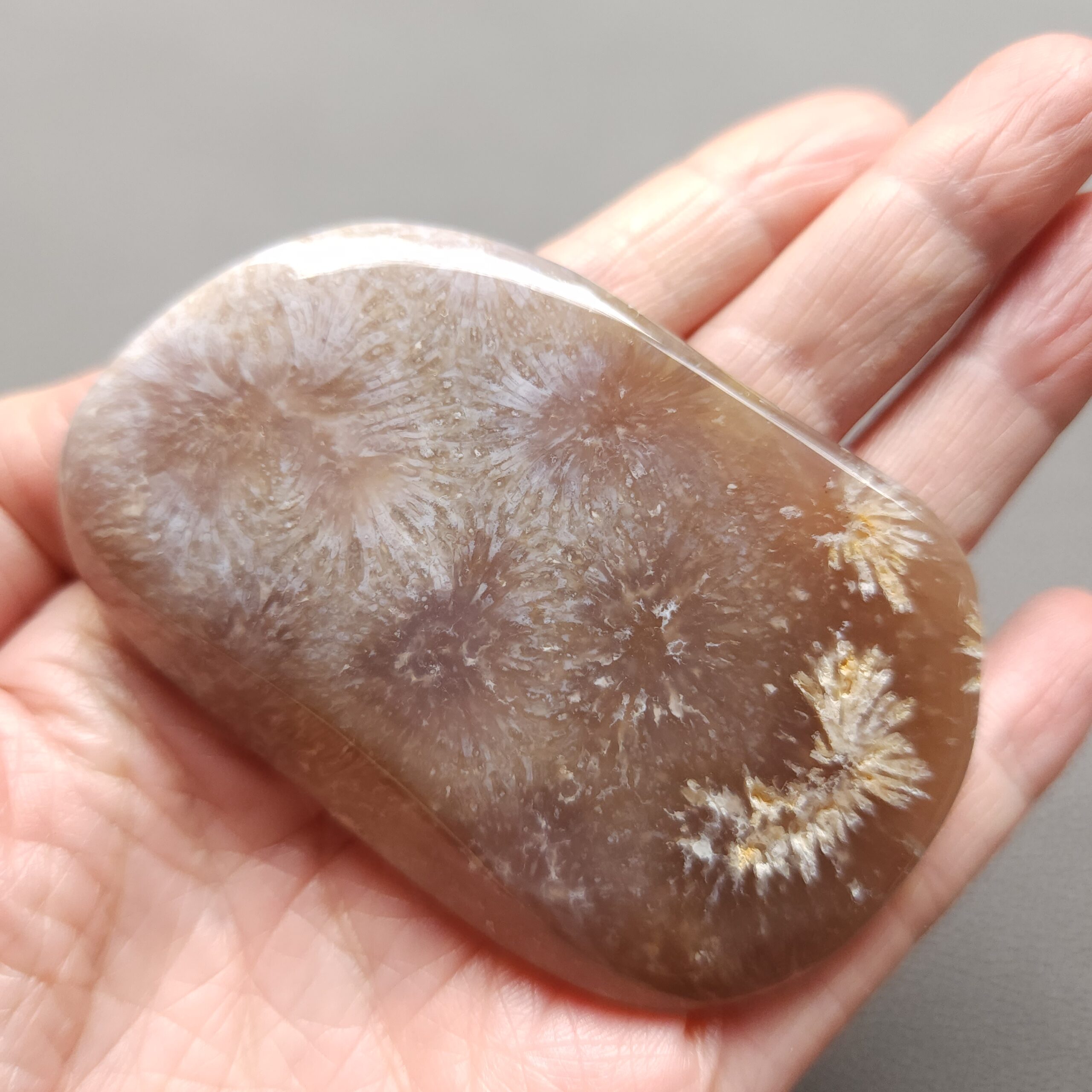 20250108_140641 Fossilized Coral Freeform Piece C1204