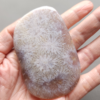20250108_140652 Fossilized Coral Freeform Piece C1204