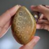 CORA1031 - frame at 0m28s Fossilized Coral Freeform Piece C1031