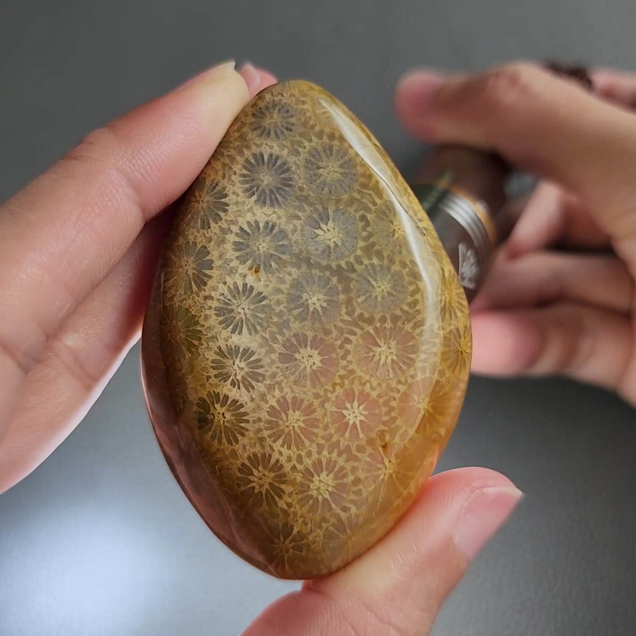 CORA1031 - frame at 0m28s Fossilized Coral Freeform Piece C1031