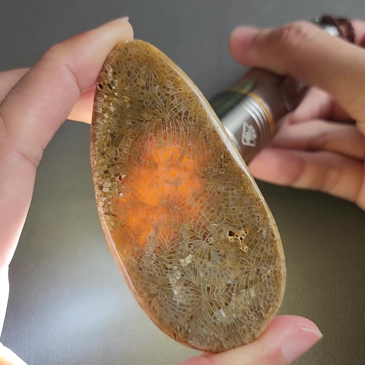 CORA1032 - frame at 0m25s Fossilized Coral Slab C1032