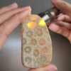 Fossilized Coral Slab C1033