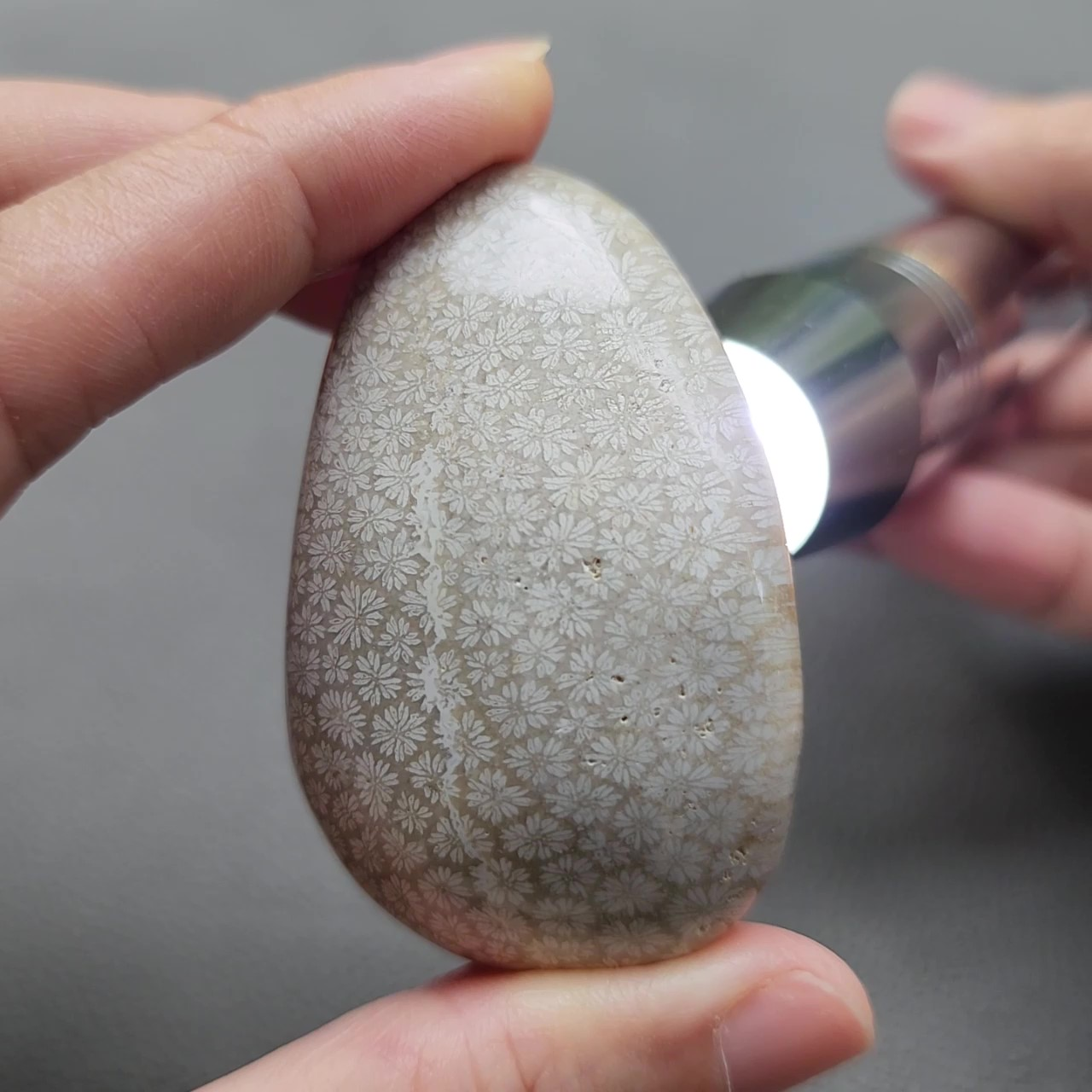 Fossilized Coral Freeform Piece C1069