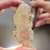 CORA1196 - frame at 0m24s Fossilized Coral Slab C1196