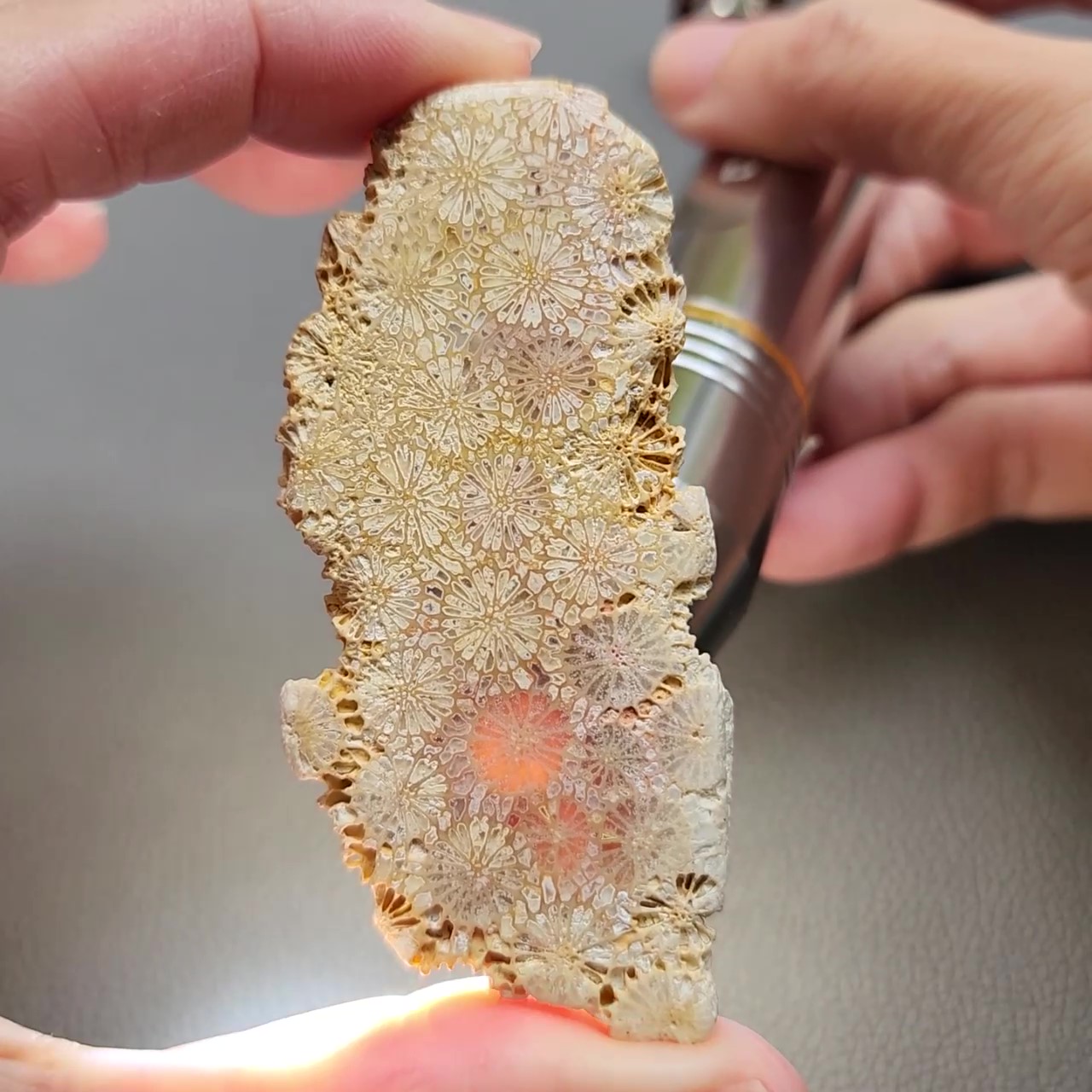 CORA1196 - frame at 0m24s Fossilized Coral Slab C1196
