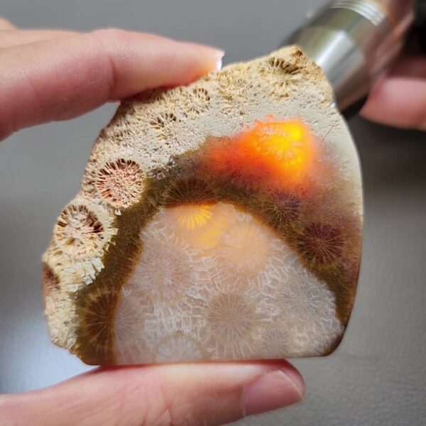 Fossilized Coral Slab C1197