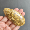縮圖1 Fossilized Coral Slab C1032