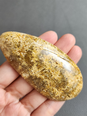 Fossilized Coral Slab C1032