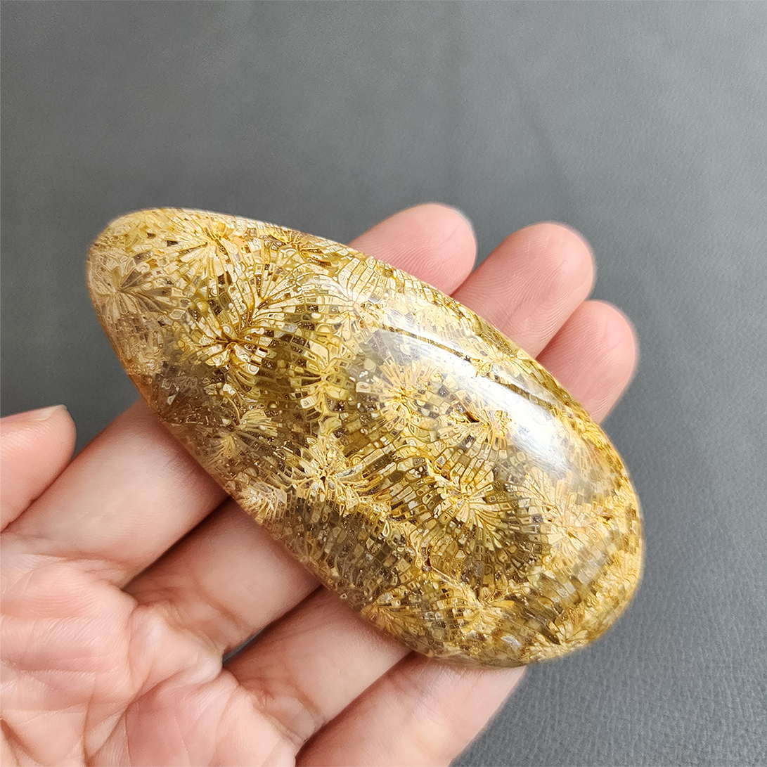 縮圖1 Fossilized Coral Slab C1032