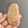 Fossilized Coral Slab C1033