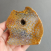 縮圖1 Fossilized Coral Slab C1036