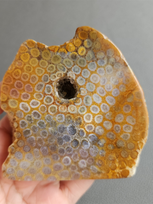Fossilized Coral Slab C1036