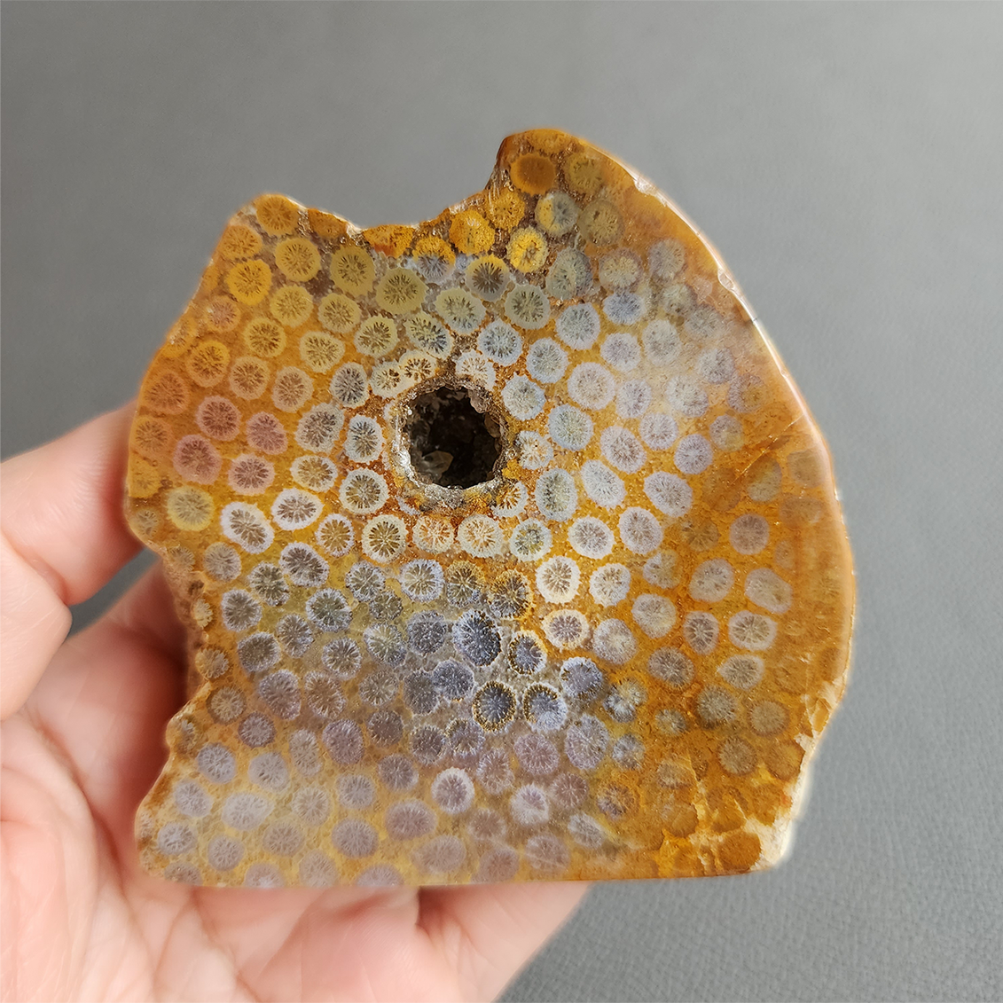 縮圖1 Fossilized Coral Slab C1036