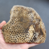 縮圖1 Fossilized Coral Slab C1218 (unpolished)