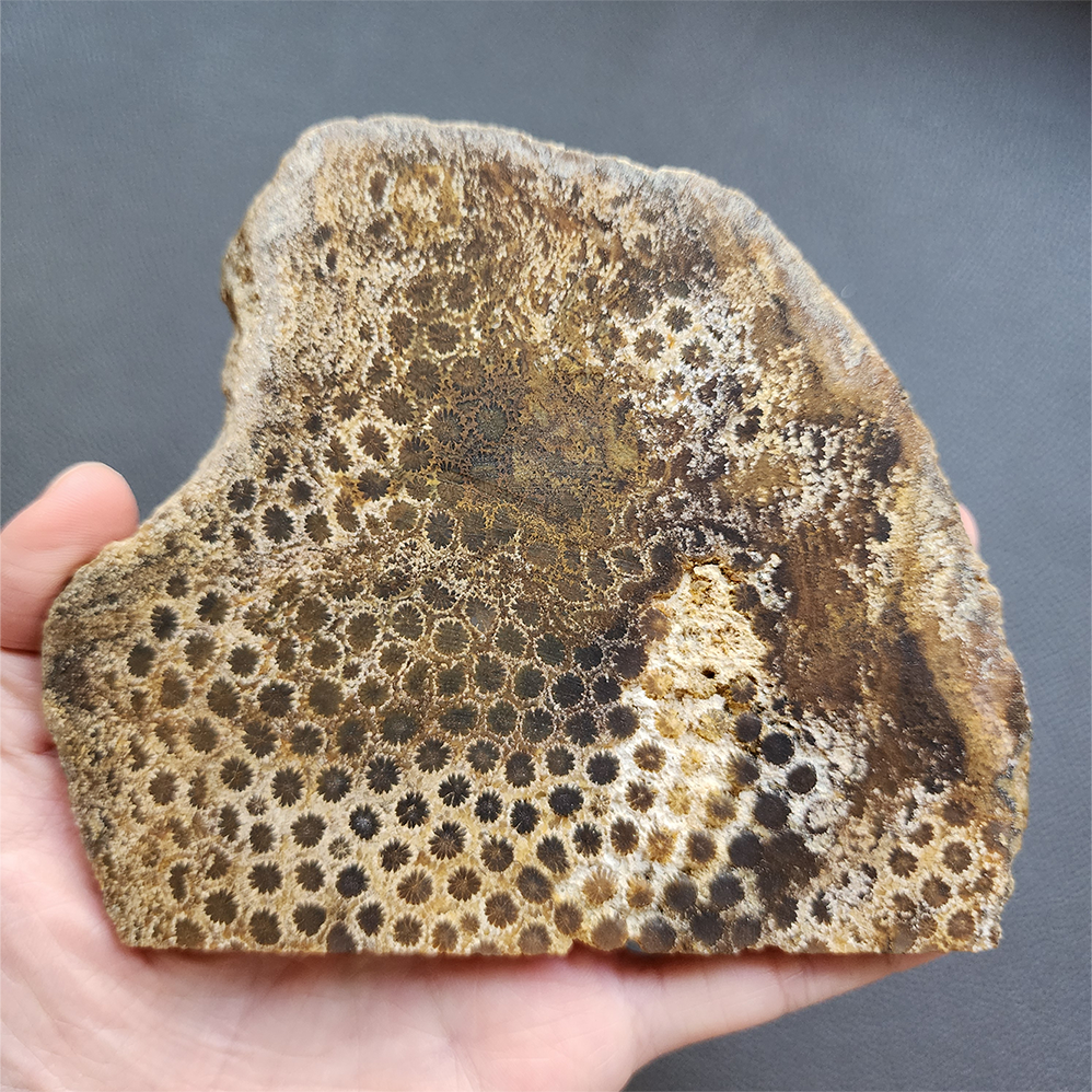 縮圖1 Fossilized Coral Slab C1218 (unpolished)