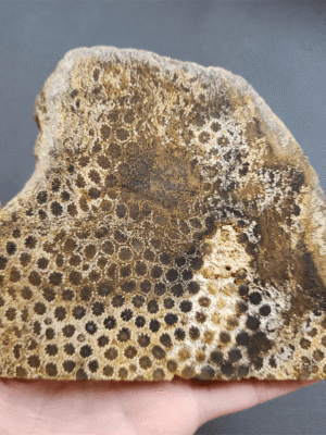 Fossilized Coral Slab C1218 (unpolished)
