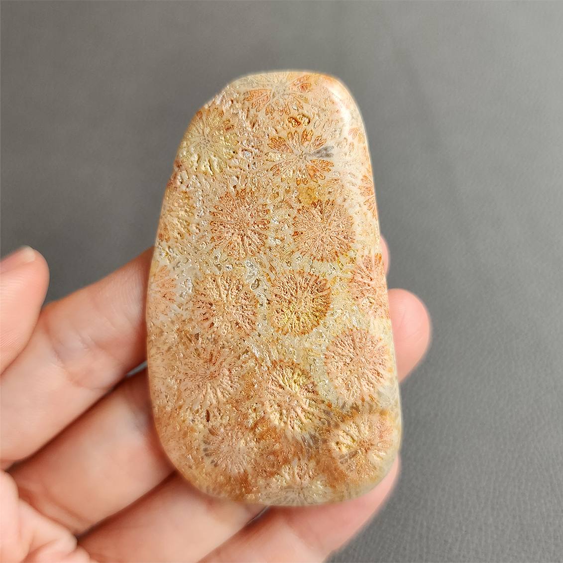 Fossilized Coral Slab C1033