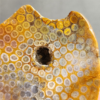 縮圖10 Fossilized Coral Slab C1036