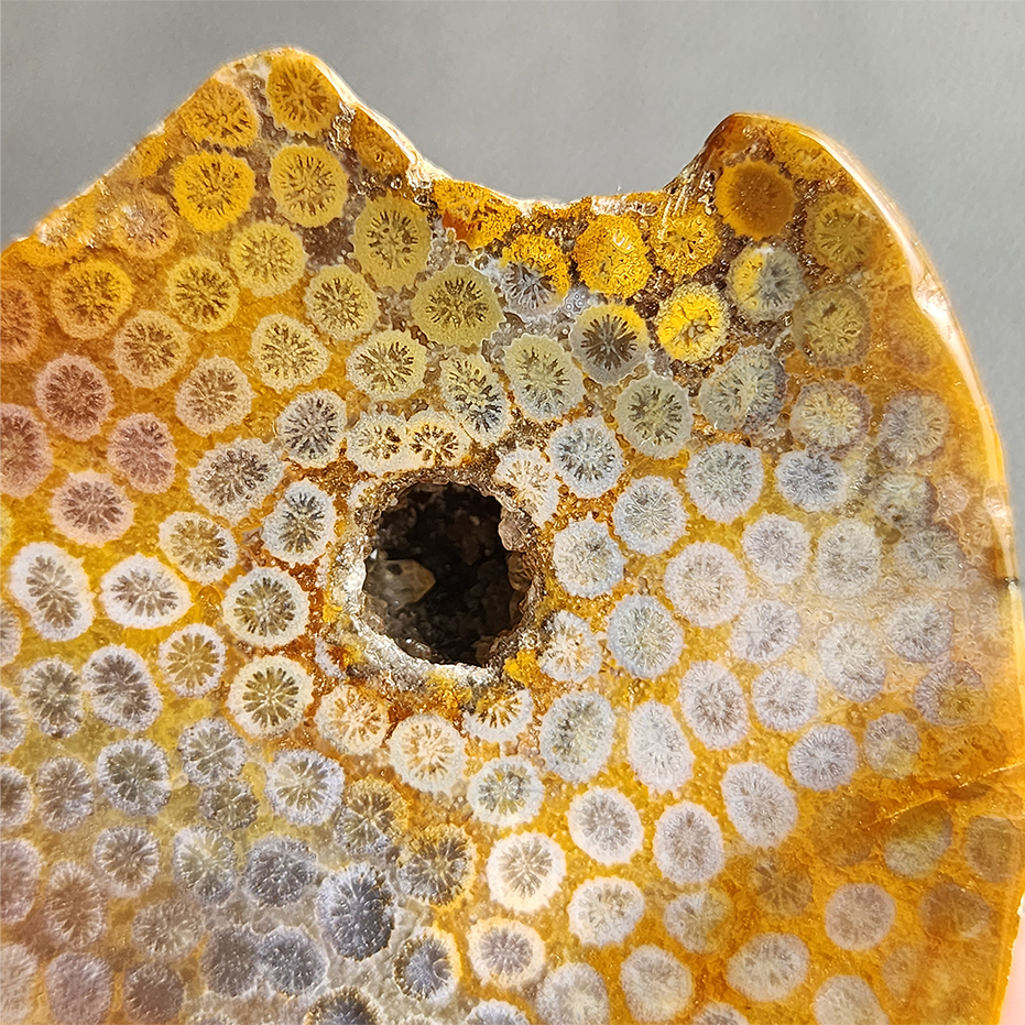 縮圖10 Fossilized Coral Slab C1036