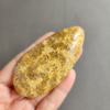 縮圖2 Fossilized Coral Slab C1032