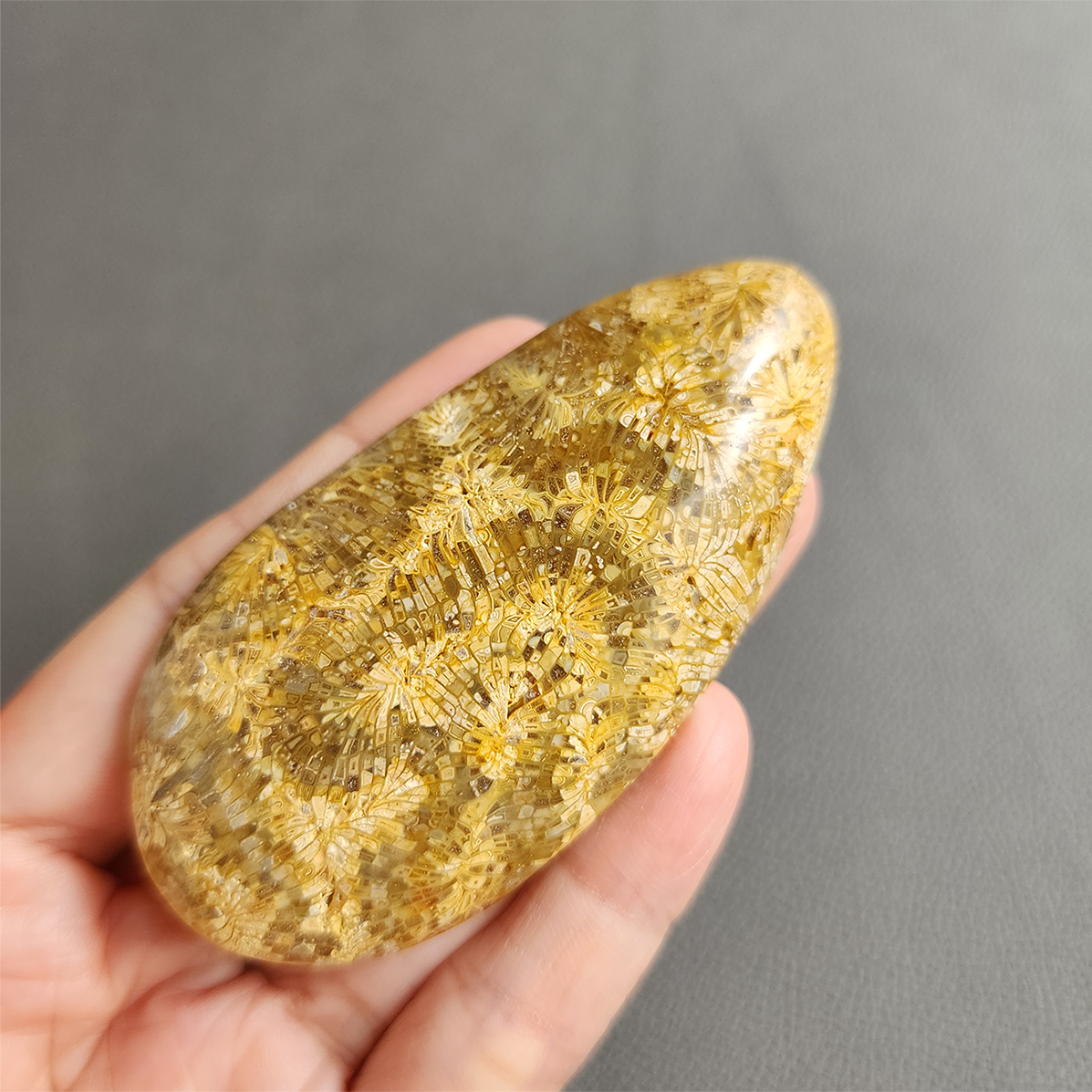 縮圖2 Fossilized Coral Slab C1032