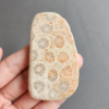 Fossilized Coral Slab C1033