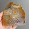 縮圖2 Fossilized Coral Slab C1036