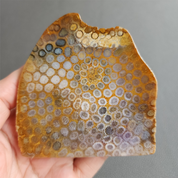 Fossilized Coral Slab C1036