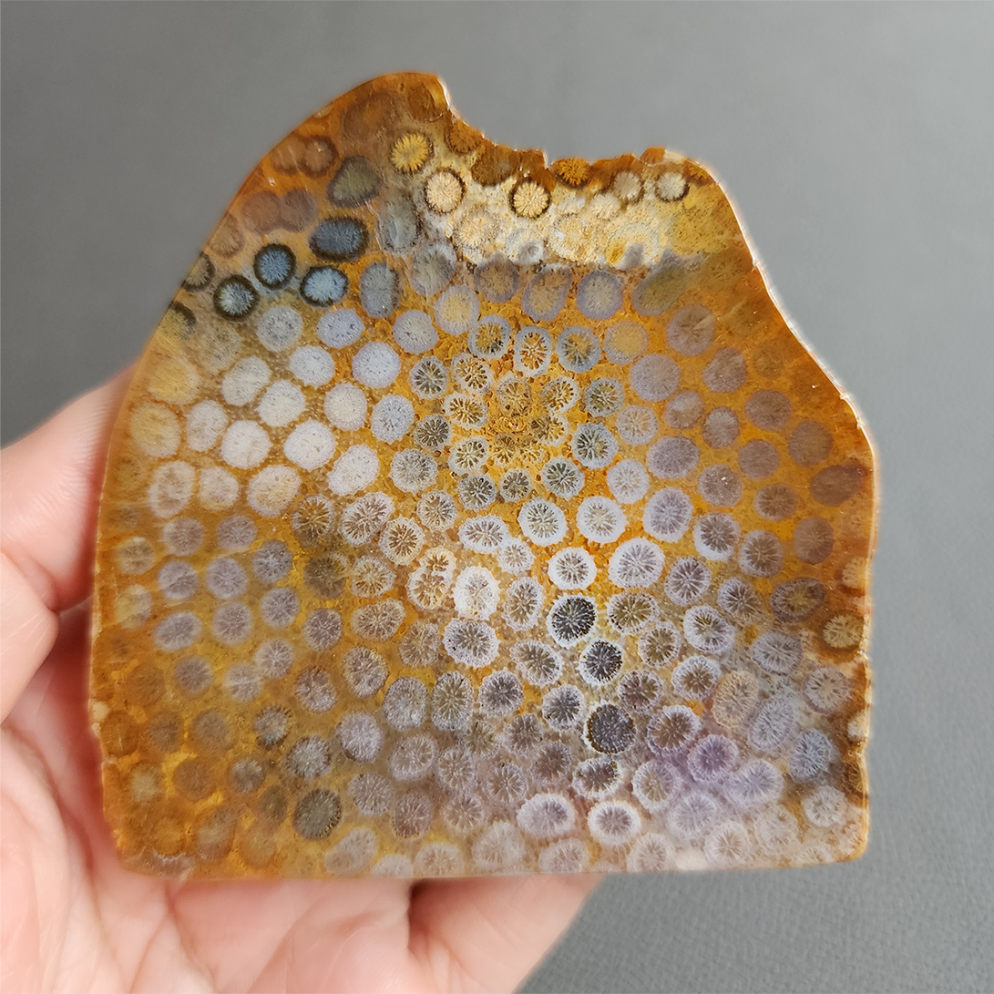 縮圖2 Fossilized Coral Slab C1036
